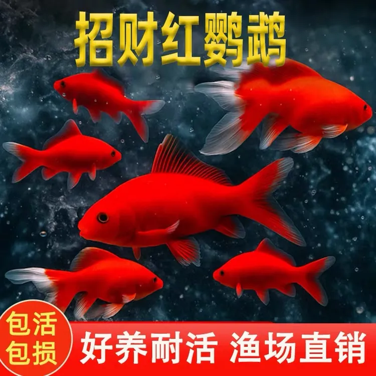 纯种火红鹦鹉鱼招财鱼淡水鱼耐活发财鱼冷水观赏鱼浴场鱼观赏鱼