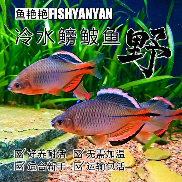 齐氏鱊小型冷水鱼广东鳑鲏鱼原生溪流群游观赏鱼好养耐活淡水鳑鲏