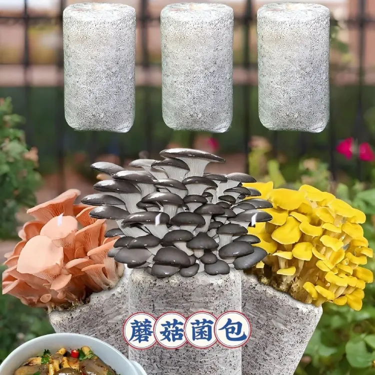蘑菇菌包好养喷水就长室内趣味种植食用菌菌棒平菇种植包