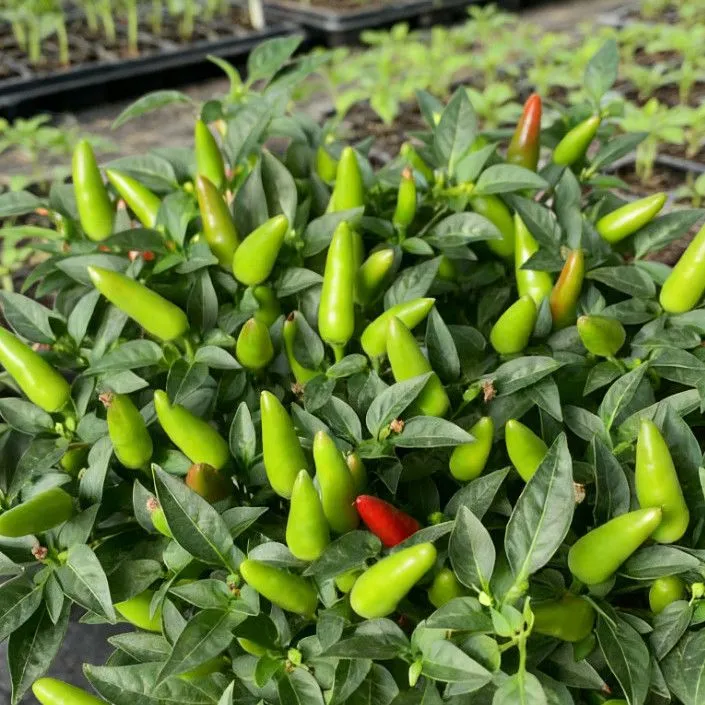 辣椒盆栽可食用朝天椒带花带果子阳台庭院绿植花卉四季开花