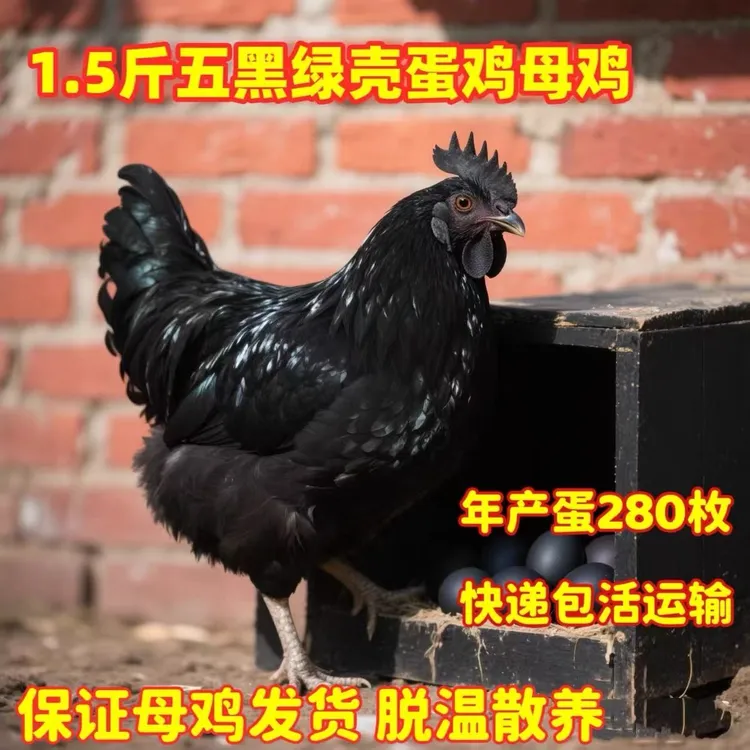 散养散放四只1.5斤纯种五黑鸡完全脱温疫苗齐全产绿壳蛋