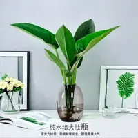 大叶金钻LY水培绿植室内客厅花卉盆栽四季好养可吸甲醛