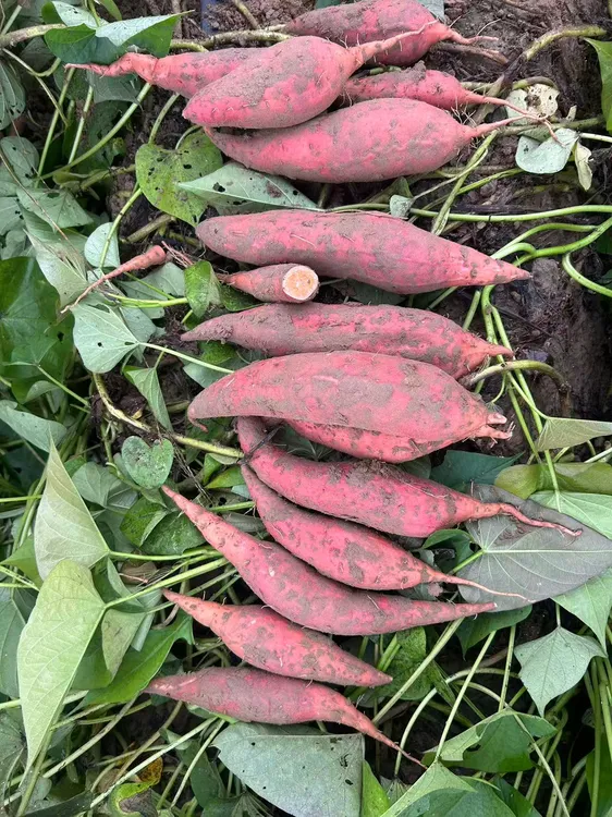 正宗烟薯25号沙地批发糖心蜜薯红薯农副产品软糯香甜流油现挖番薯