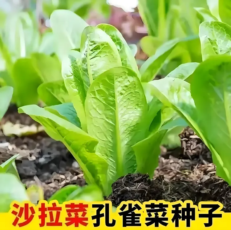 【孔雀菜种子】沙拉菜种子四季播种蔬菜种子阳台盆栽地栽小院