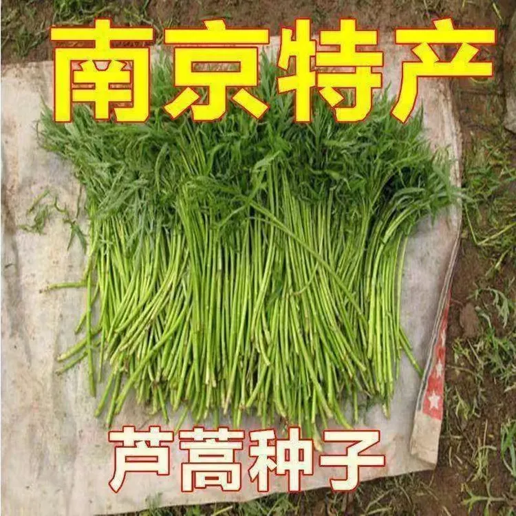 新品芦蒿种子 南京特产水蒿柳蒿子 四季水茼蒿野菜 湖北藜蒿种子
