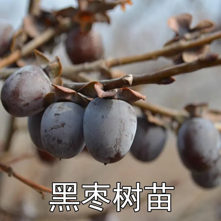 君迁子黑枣牛奶柿子苗无核黑枣苗南北方种植软枣黑枣树苗当年结果