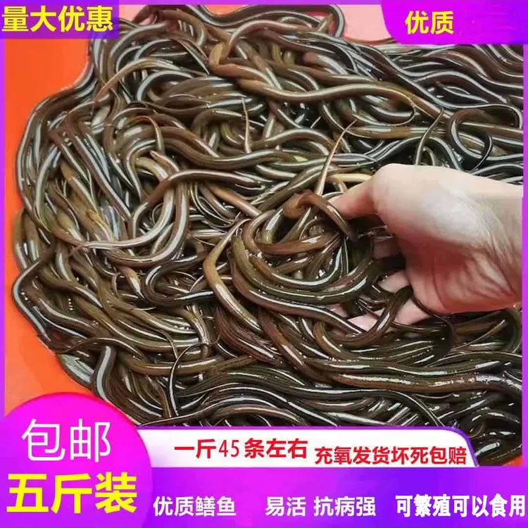 小黄鳝鲜活稻田鱼塘养殖食用土鳝鱼放养1斤起可批发虾塘可食用