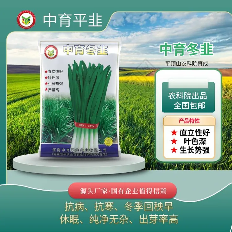 中育冬韭韭菜种子