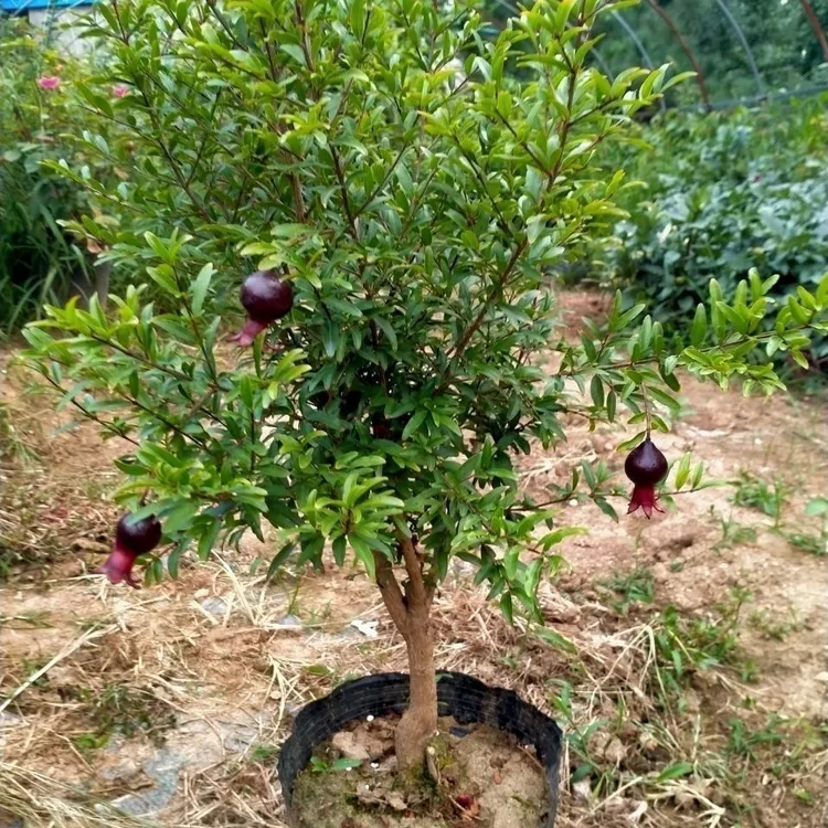 大果甜石榴树苗蒙阳红红宝石大红袍黑籽紫玉带果带土球发货