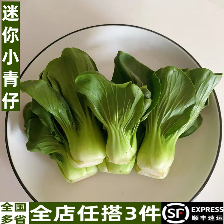 矮脚青宁夏新鲜蔬菜小青仔现摘露天软糯小油菜上海青菜苔