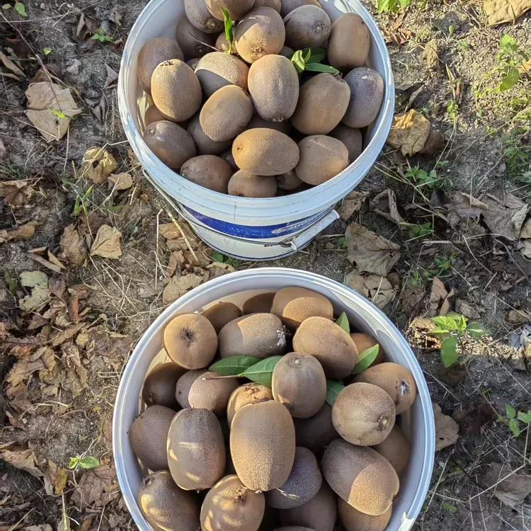 高山绿色猕猴桃初级农产品