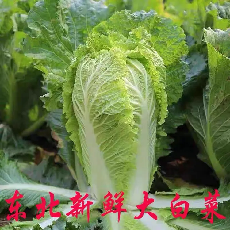 东北新鲜大白菜 农家肥自产自种蔬菜1蘸酱生吃包馅大白菜