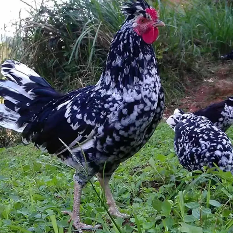 贵妃+花柴组合！肉质品质高！观赏性强！顺丰包邮