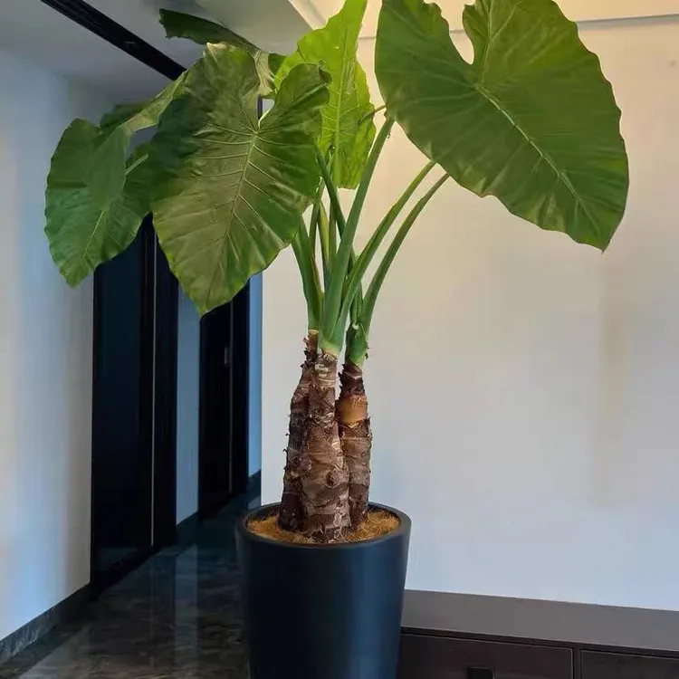 滴水观音盆栽大叶霸王芋室内绿植吸醛庭院植物老桩水培大叶绿植