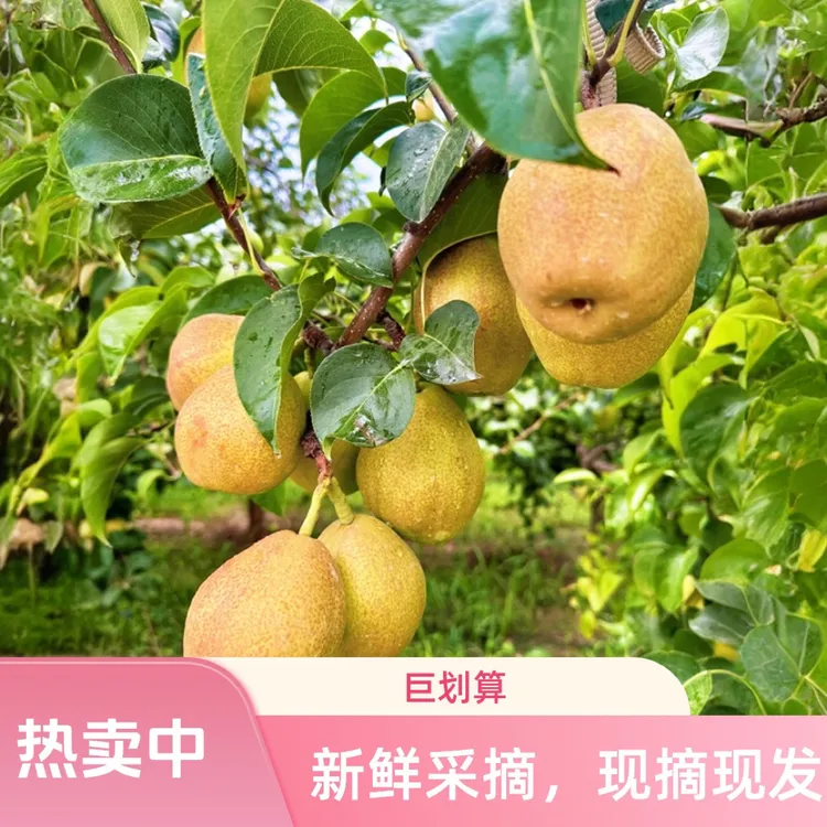 【脆甜爆汁】新鲜红香大果酥梨当季包邮脆甜解馋水果梨子