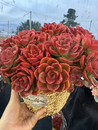 XX 红酒玫瑰+草编蓝 多肉植物 好养 喜阳 少水 基地直发