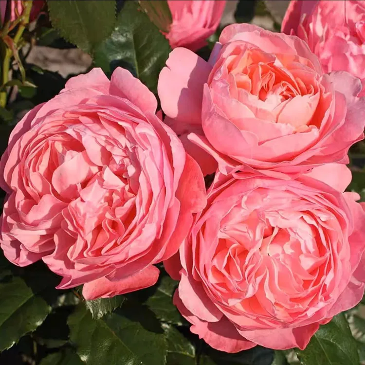 新品 科隆百花园/科隆香水月季 大花浓香 长势快 抗病好土球发货