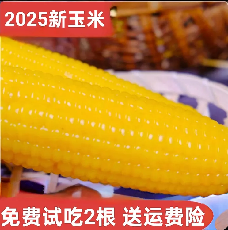 金佰程东北真空黄糯玉米8根+赠2根（6斤左右）试吃两根不满意包退