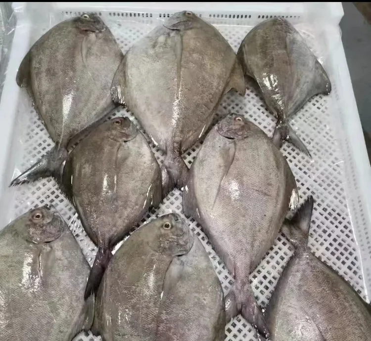 [新鲜]深海野生黑鲳乌鲳鱼新鲜无刺海鲜(200g-250g)