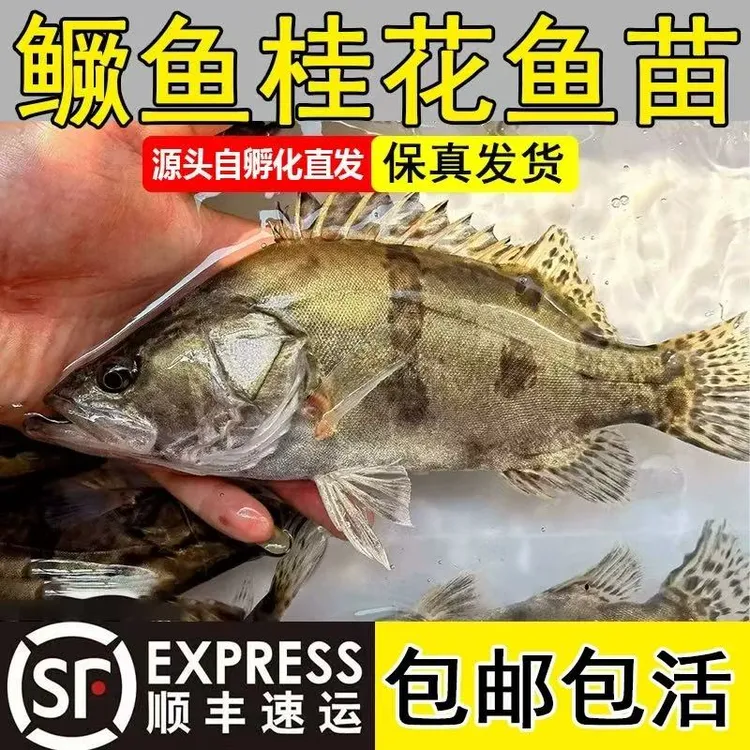 【假一赔十】正品发货鳜鱼翘嘴鳜白鳜观赏红纹可养殖食用肉食性鱼类