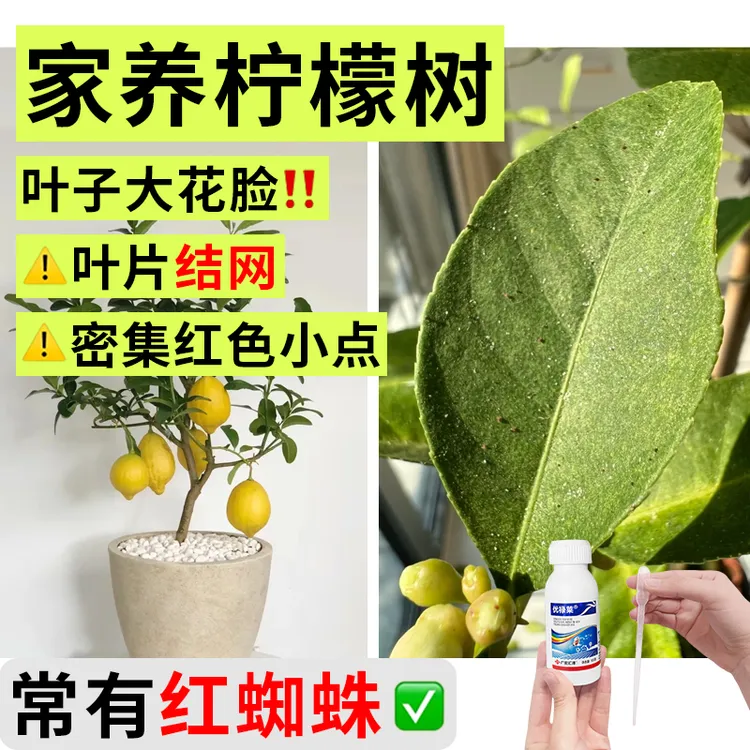 【柠檬树叶片结网红蜘蛛专杀药】叶有黄褐色红色斑点红蜘蛛杀虫螨剂