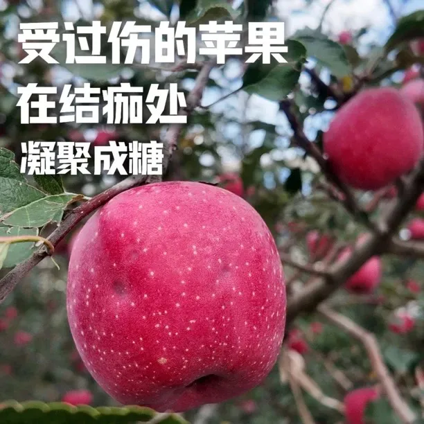 【瑕疵果】甘肃天水瑕疵果脆甜多汁产地直发