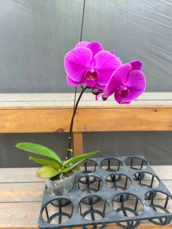 蝴蝶兰红灯笼室内好养活花期长大花卉（底层叶片微黄介意勿拍）