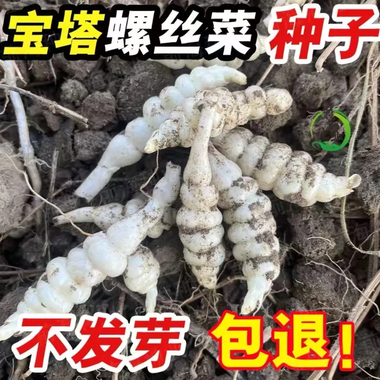 【宝塔螺丝菜种子】地牯牛宝塔菜种子家庭种植阳台花盆小院四季种植
