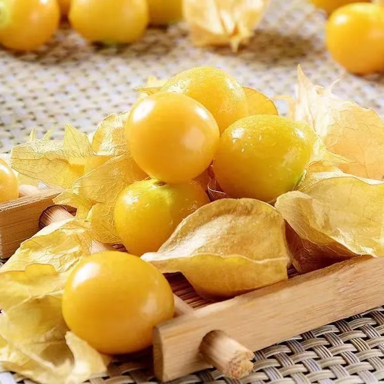  【精品】东北小姑娘果黄金豆甜菇娘鲜果薄皮姑娘果甜菇娘之乡发货