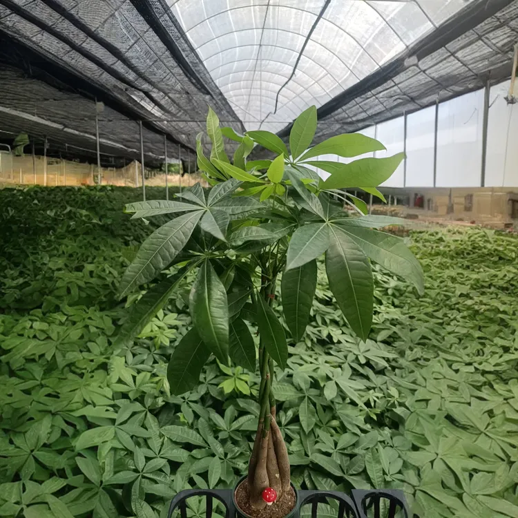 发财树带叶五辫发财树盆栽室内南天竹龙血树垂丝茉莉绿植文昌竹