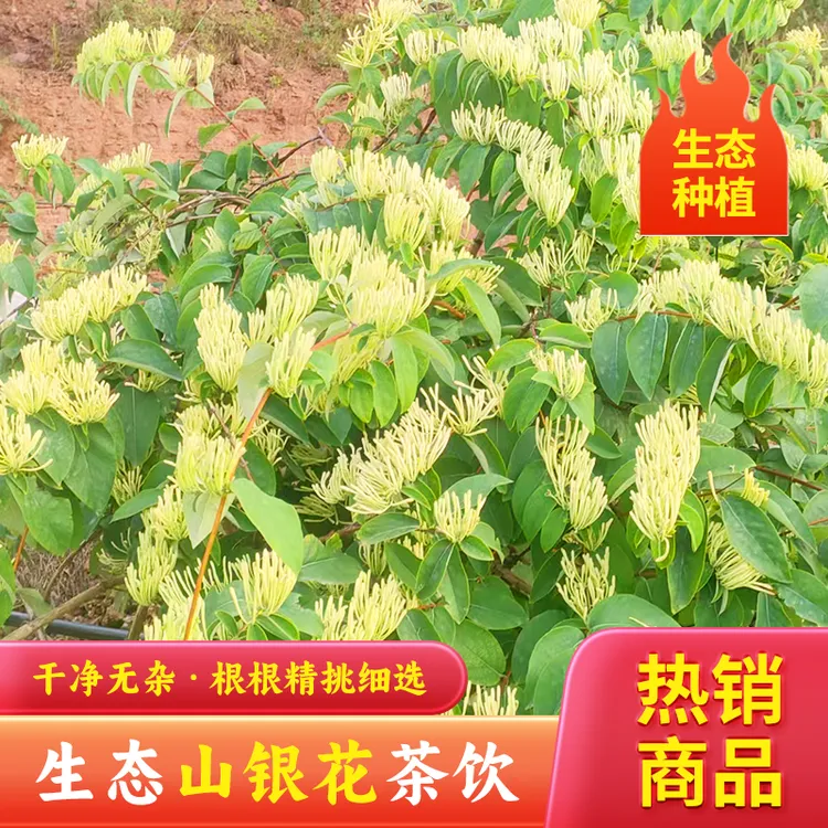 头茬高山干金银花可泡水喝本地种植无熏硫