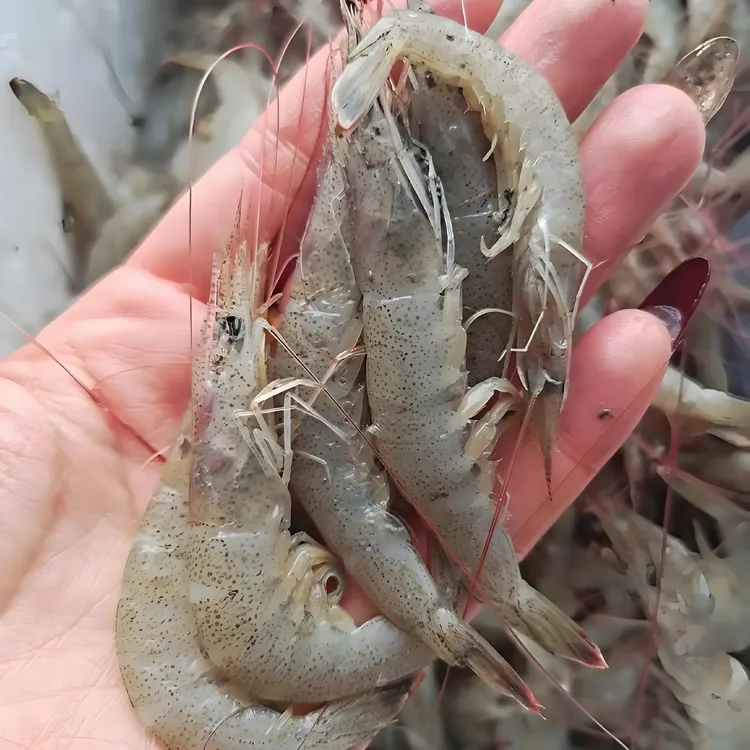 大连野生羊毛虾保鲜不保活小虾种氧化黑头正常介意勿拍冷冻发货