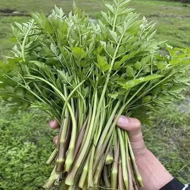 【大叶芹种子种子】新品种阳台小院菜园种植