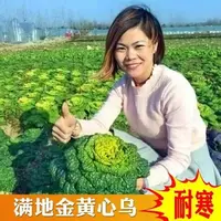 【满五包包邮】黄心乌塌菜种子耐寒黄心菜种籽菊花心菜籽种易种子