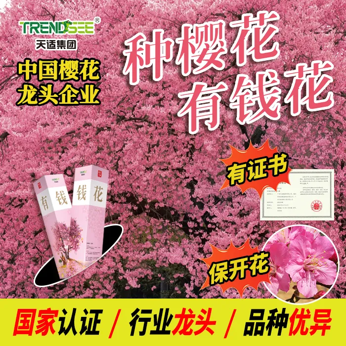 [天适|种樱花有钱花]樱花树小苗庭院别墅阳台风景绿化树耐寒耐热