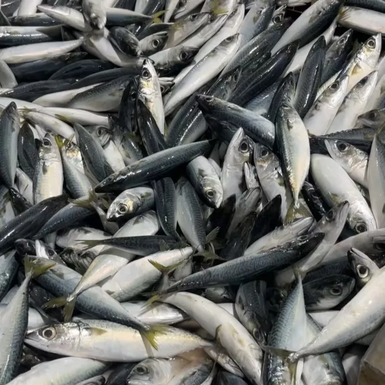 5斤福建祥芝新鲜速冻海花仙鱼青花鱼捕鲐鲅鱼深海冷水鱼新鲜海鲜