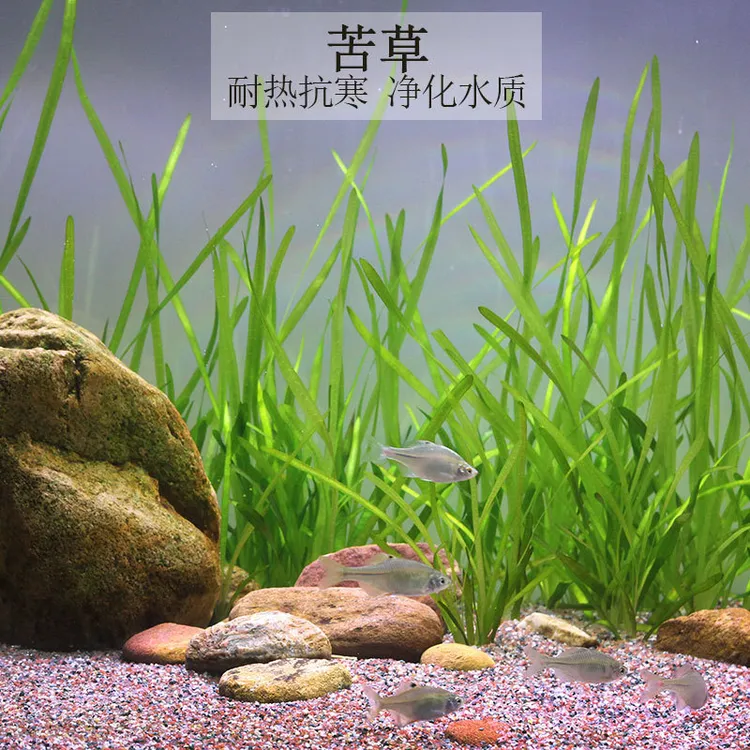 苦草水草扁担草龙须草河道净化小龙虾蟹鱼缸造景养殖净化淡水植物