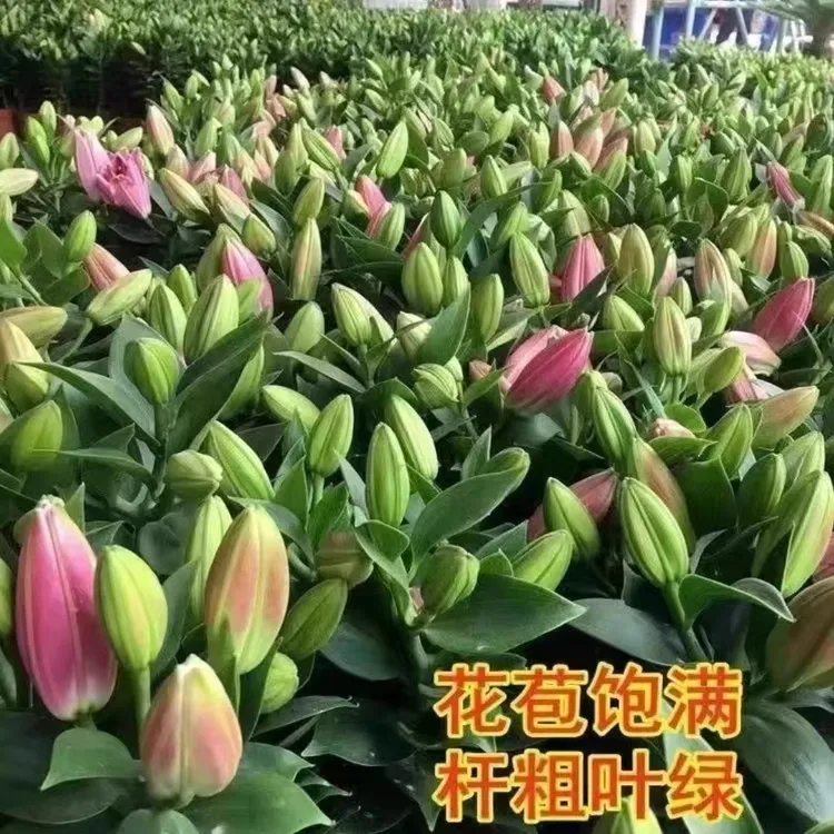 百合花盆栽带花苞室内浓香型花卉客厅香水百合鲜花植物阳台盆景花
