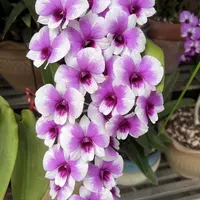黛玉（2盆不售后）【秋石斛】爆花好养花期长云南鲜花绿植