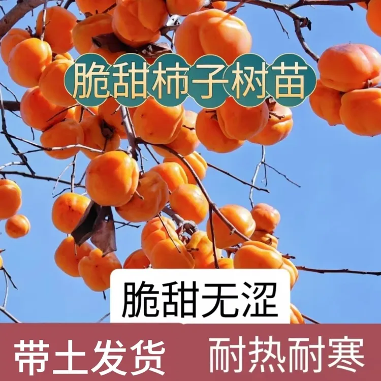 （带土发货）嫁接脆甜柿子树苗柿子树庭院南北方种植当年结果新鲜