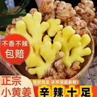 W贵州小黄姜山地种植【老姜】香味浓郁辛辣够味产地直销生姜新鲜姜