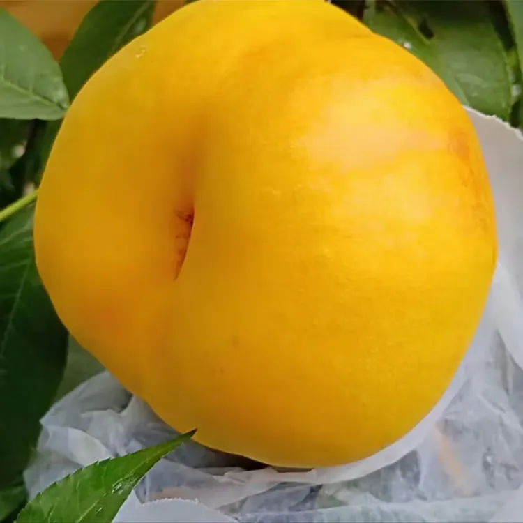 【深州蜜桃】彩虹油蟠桃新鲜应季甜嫩多汁现摘水