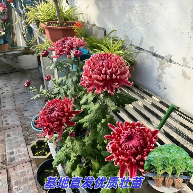 大红袍【菊花苗】大花型植物室内外新鲜扦插苗重瓣绿植盆栽四季开花