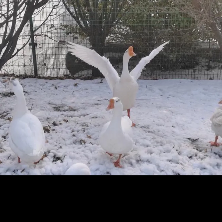 农村散养整只大白鹅（不支持半路拦截 拒收）