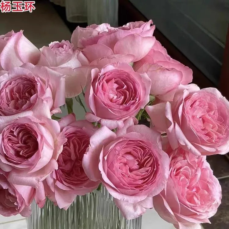 新品玉环鸣自育月季玫瑰大花浓香耐热庭院阳台盆栽四季开花