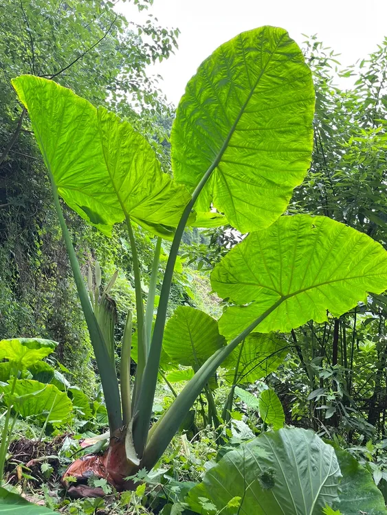 象耳芋大野芋大型绿植客厅阳台盆栽庭院超大叶植物现挖现发老桩树