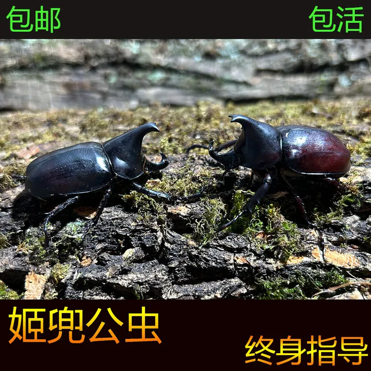 姬兜幼虫 活体甲虫幼虫好饲养独角仙温顺科普好玩可爱中扁