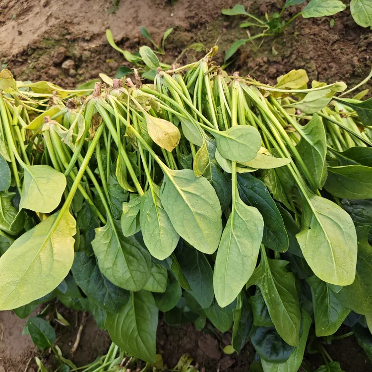 新鲜采摘菠菜现摘现发