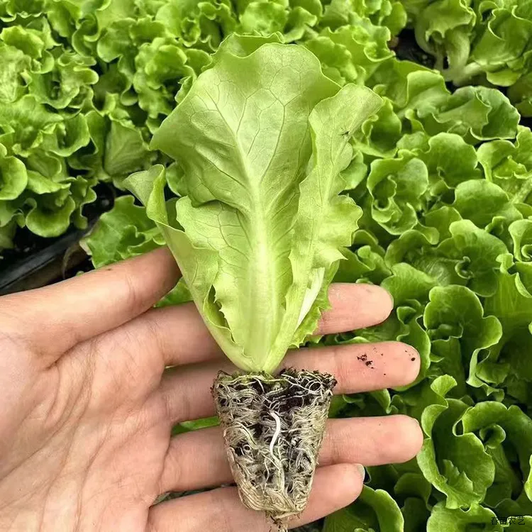 四季可种生菜苗带土速生蔬菜秧苗适合阳台水培盆栽