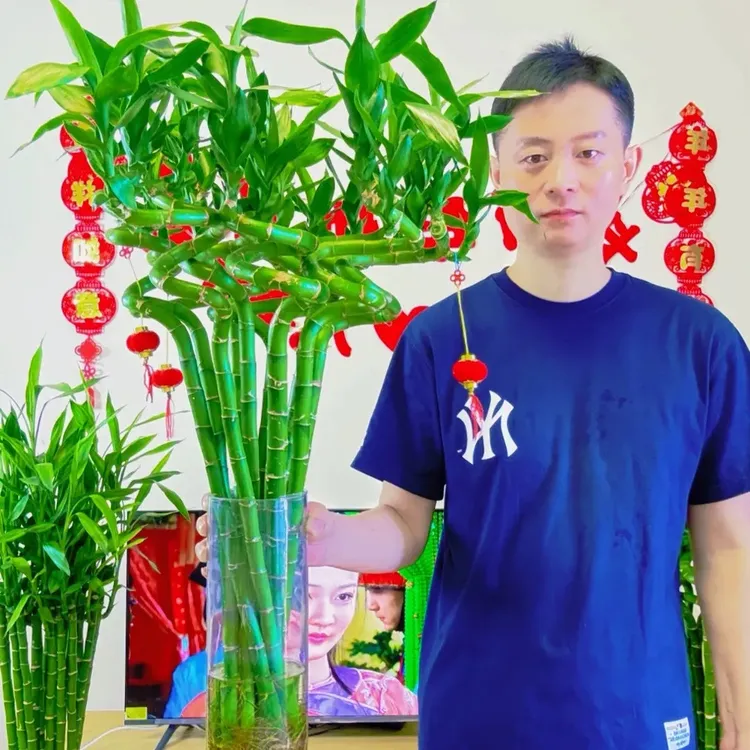 带根水培龙竹富贵竹植物水养弯竹直竹竹子盆栽客厅室内绿植